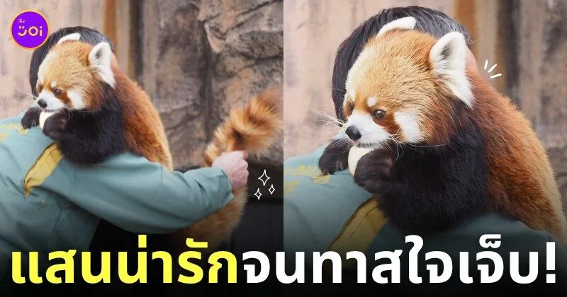 ภาพพี่เลี้ยงของสวนสัตว์ญี่ปุ่น เช็คหาง แพนด้าแดง