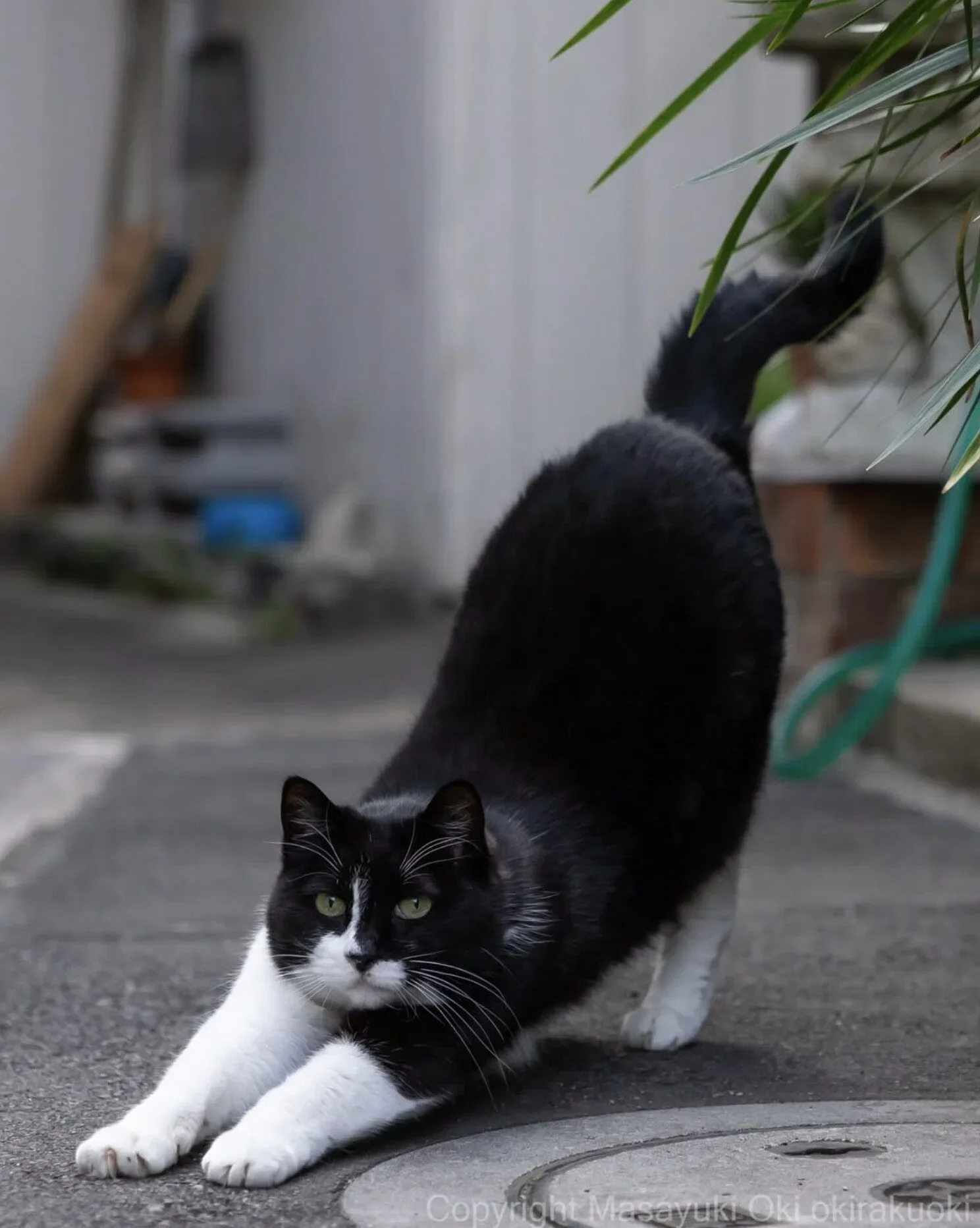 ภาพแมวจรจัด ช่างภาพชาวญี่ปุ่น Masayuki Oki
