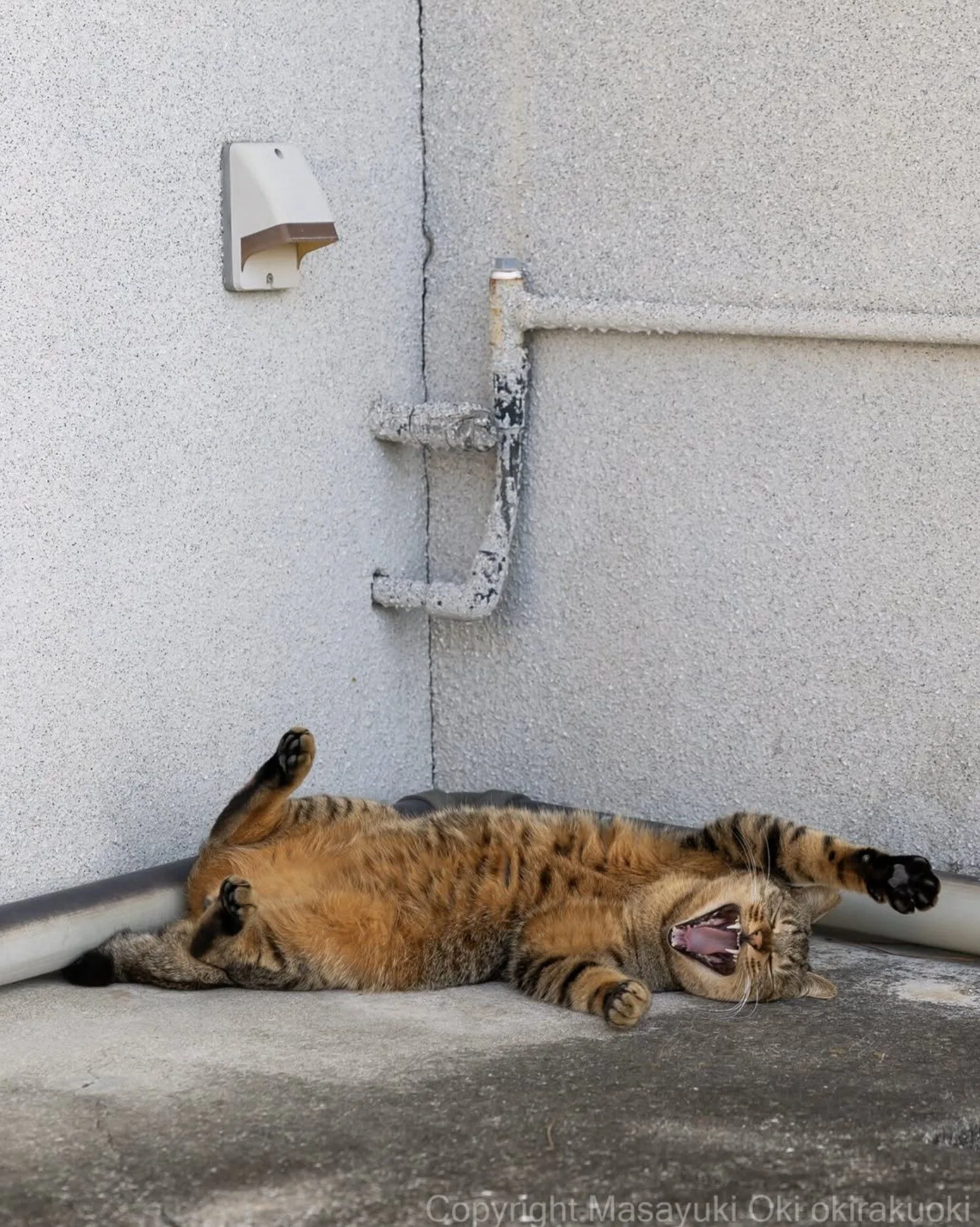 ภาพแมวจรจัด ช่างภาพชาวญี่ปุ่น Masayuki Oki