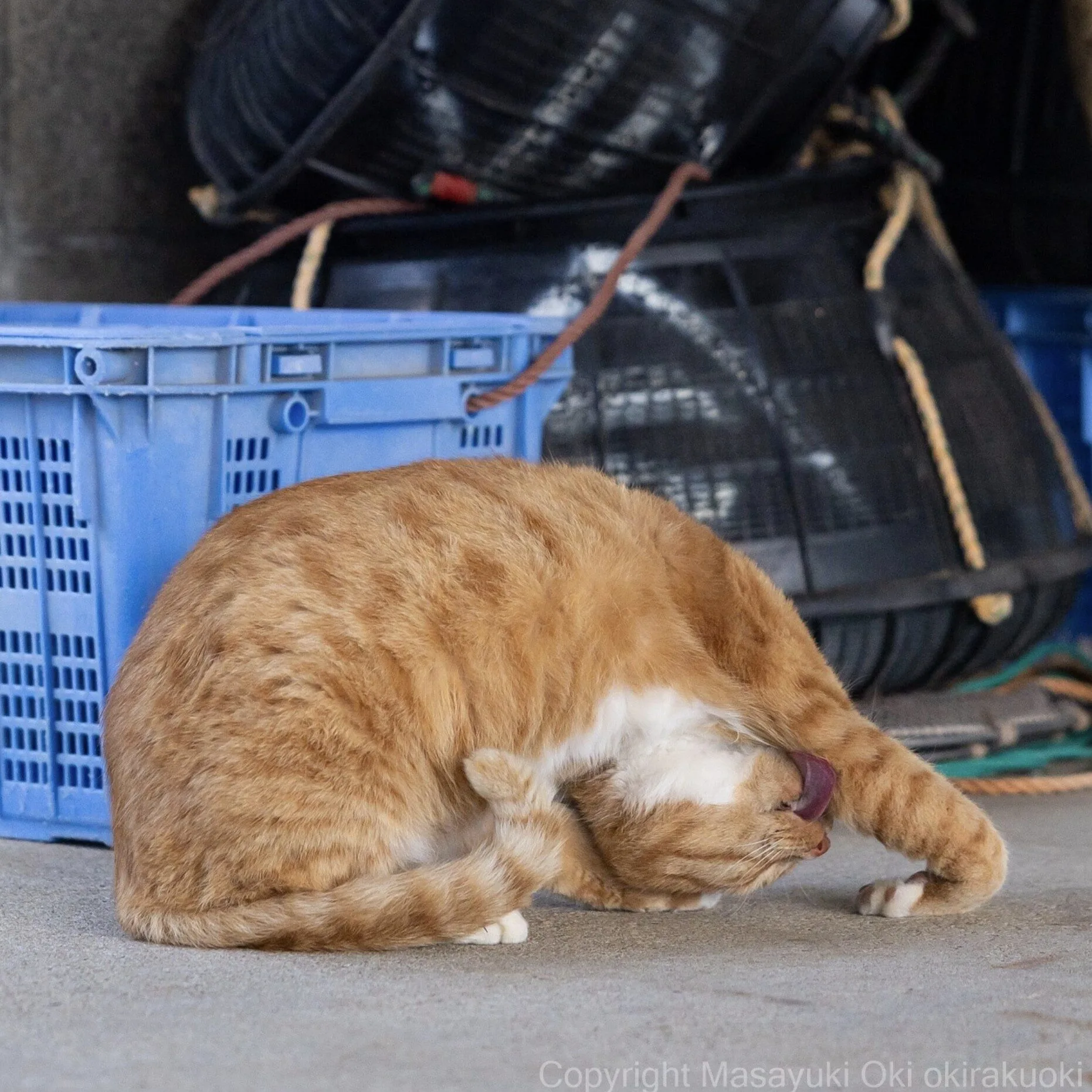 ภาพแมวจรจัด ช่างภาพชาวญี่ปุ่น Masayuki Oki