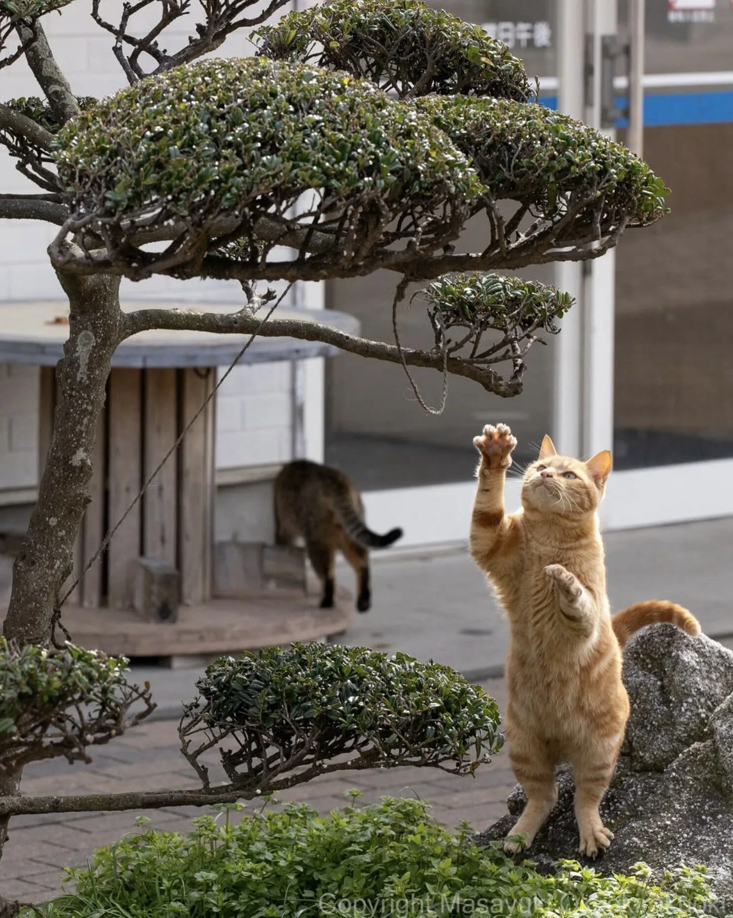 ภาพแมวจรจัด ช่างภาพชาวญี่ปุ่น Masayuki Oki