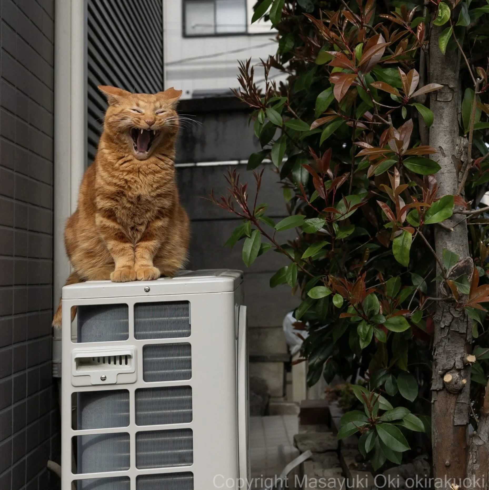 ภาพแมวจรจัด ช่างภาพชาวญี่ปุ่น Masayuki Oki