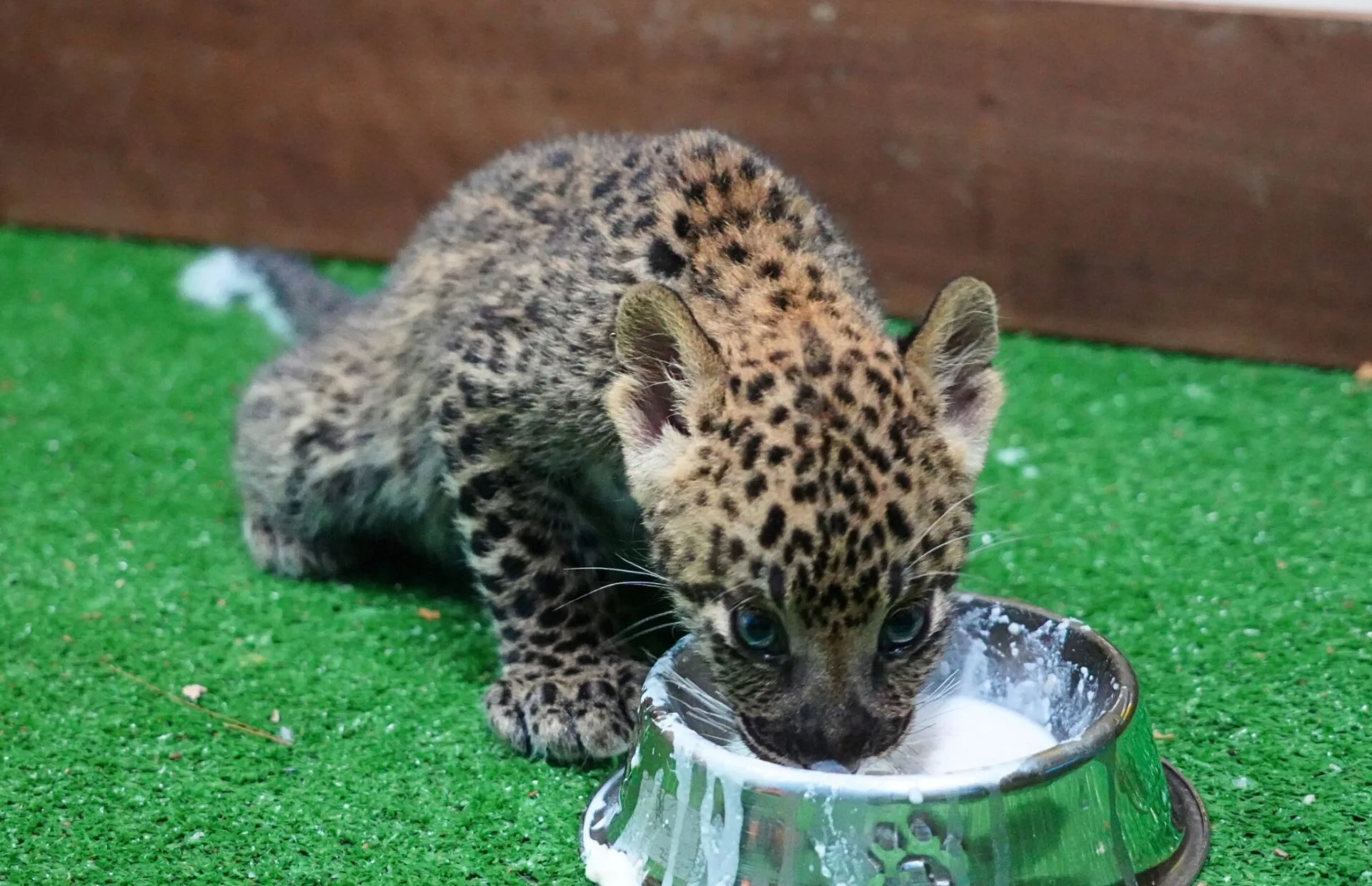 น้องแผ่นดิน ลูกเสือดาว เชียงใหม่ไนท์ซาฟารี