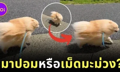 A clip of a Pomeranian dog walking against strong winds regardless of its size looking like a living mango seed
