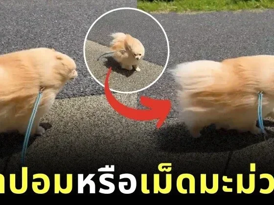 A clip of a Pomeranian dog walking against strong winds regardless of its size looking like a living mango seed