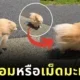 A clip of a Pomeranian dog walking against strong winds regardless of its size looking like a living mango seed