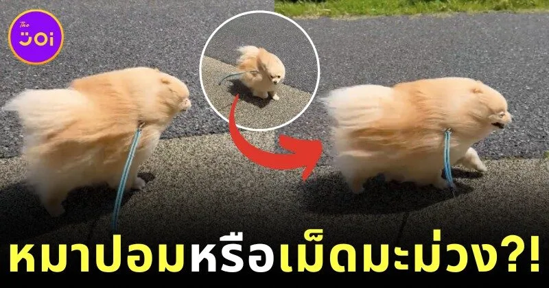 A clip of a Pomeranian dog walking against strong winds regardless of its size looking like a living mango seed