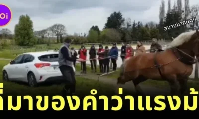 A clip of a kind horse helping to pull a car stuck in mud netizens tease 22This is the origin of the word horsepower22