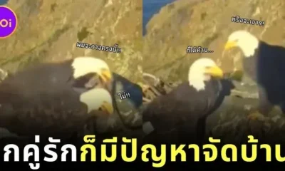 เผยคลิปฮา! นกอินทรีคู่รักทะเลาะเรื่องจัดบ้าน ไม่ต่างจากมนุษย์ สุดท้ายก็ต้องยอมฝ่ายหญิงตามเคย