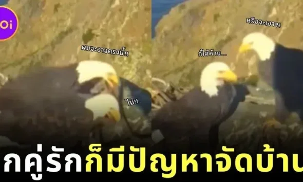 เผยคลิปฮา! นกอินทรีคู่รักทะเลาะเรื่องจัดบ้าน ไม่ต่างจากมนุษย์ สุดท้ายก็ต้องยอมฝ่ายหญิงตามเคย