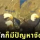 เผยคลิปฮา! นกอินทรีคู่รักทะเลาะเรื่องจัดบ้าน ไม่ต่างจากมนุษย์ สุดท้ายก็ต้องยอมฝ่ายหญิงตามเคย