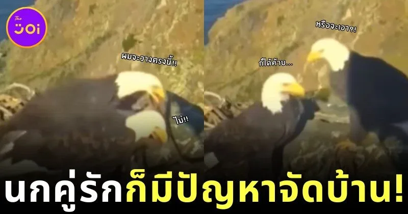 เผยคลิปฮา! นกอินทรีคู่รักทะเลาะเรื่องจัดบ้าน ไม่ต่างจากมนุษย์ สุดท้ายก็ต้องยอมฝ่ายหญิงตามเคย