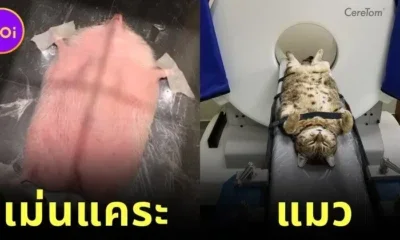 พาส่อง 12 ภาพหาดูยาก เมื่อสัตว์โลกน่ารักตรวจวินิจฉัยโรคด้วยเครื่องเอกซเรย์คอมพิวเตอร์ (CT Scan) (ภาค2)