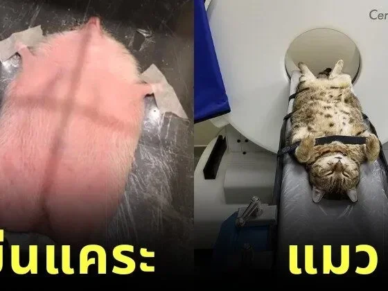 พาส่อง 12 ภาพหาดูยาก เมื่อสัตว์โลกน่ารักตรวจวินิจฉัยโรคด้วยเครื่องเอกซเรย์คอมพิวเตอร์ (CT Scan) (ภาค2)