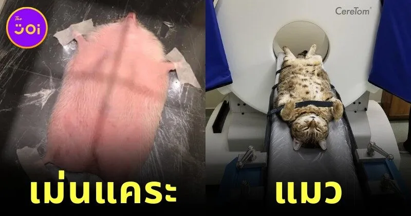 พาส่อง 12 ภาพหาดูยาก เมื่อสัตว์โลกน่ารักตรวจวินิจฉัยโรคด้วยเครื่องเอกซเรย์คอมพิวเตอร์ (CT Scan) (ภาค2)