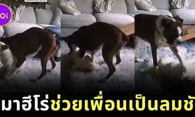 ไวรัล! เจ้าหมาใหญ่ฮีโร่ "เรจจี้ (Reggie)" ช่วยชีวิตน้องหมาเฟรนช์บูลด็อกจากอาการลมชัก ขณะเจ้าของไม่อยู่บ้าน