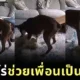 ไวรัล! เจ้าหมาใหญ่ฮีโร่ "เรจจี้ (Reggie)" ช่วยชีวิตน้องหมาเฟรนช์บูลด็อกจากอาการลมชัก ขณะเจ้าของไม่อยู่บ้าน