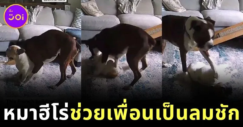 ไวรัล! เจ้าหมาใหญ่ฮีโร่ "เรจจี้ (Reggie)" ช่วยชีวิตน้องหมาเฟรนช์บูลด็อกจากอาการลมชัก ขณะเจ้าของไม่อยู่บ้าน