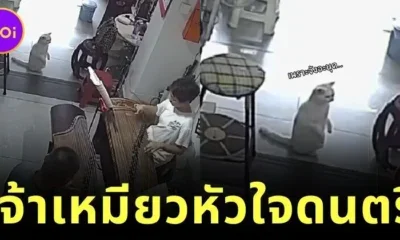 เจ้าแมวเหมียวหัวใจดนตรี! นั่งฟังกู่เจิ้งหลังตั้งตรงราวกับลูกนุด จนกลายเป็นไวรัล