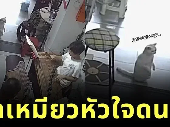 เจ้าแมวเหมียวหัวใจดนตรี! นั่งฟังกู่เจิ้งหลังตั้งตรงราวกับลูกนุด จนกลายเป็นไวรัล