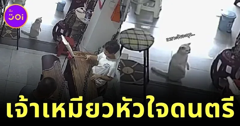 เจ้าแมวเหมียวหัวใจดนตรี! นั่งฟังกู่เจิ้งหลังตั้งตรงราวกับลูกนุด จนกลายเป็นไวรัล