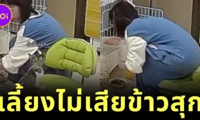 สาวเผยคลิปน้องแมวช่วยผลักเก้าอี้ให้เธอนั่ง ตอบกลับคนชอบถามว่า "ใครจะดูแลตอนแก่?"