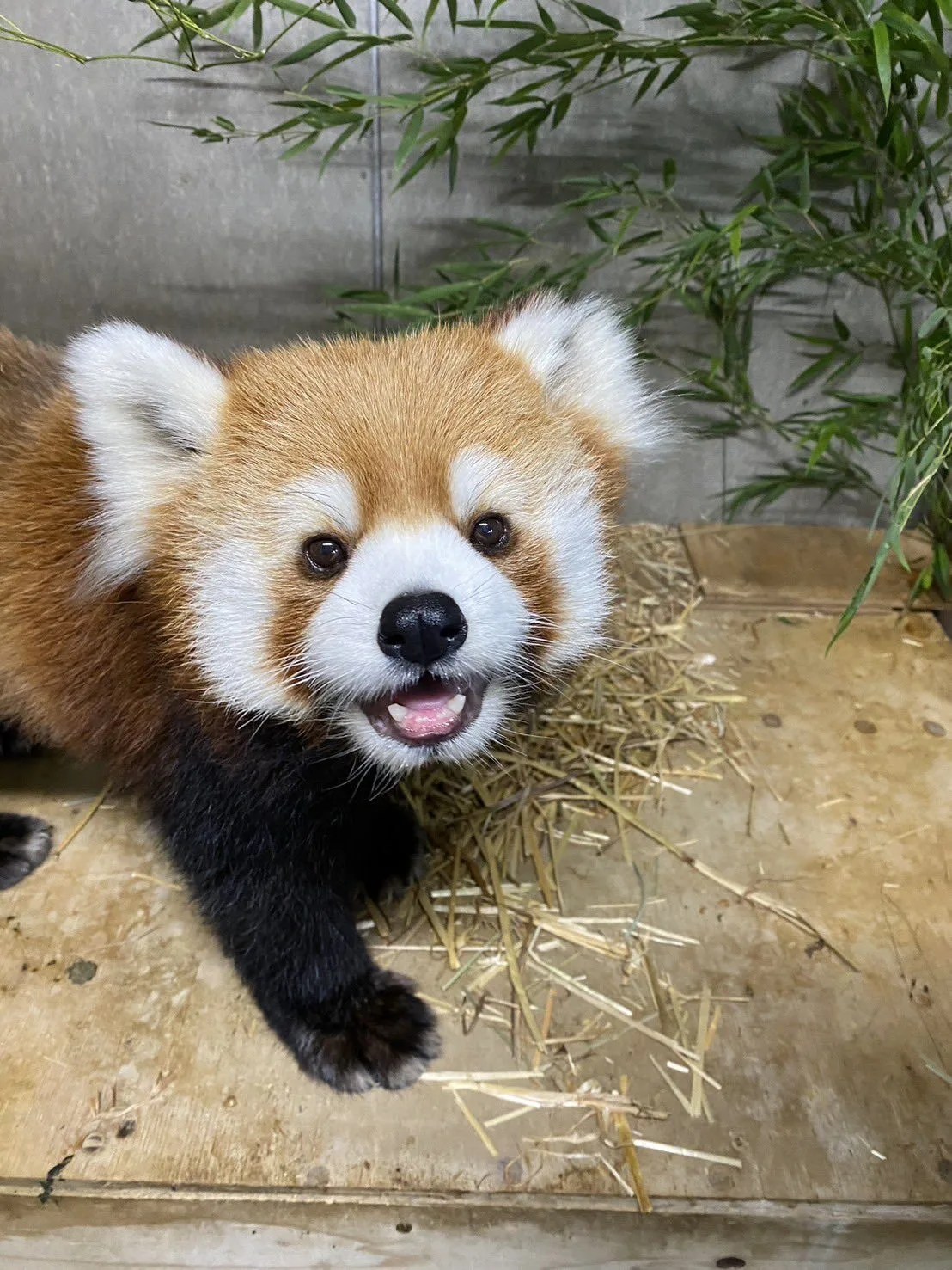 ภาพสัตว์โลกน่ารัก สวนสัตว์โทบุ Tobu Zoo ประเทศญี่ปุ่น