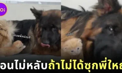 ตั้ลล๊ากก! เจ้าก้อนแมวส้มไม่ยอมนอนหลับ ถ้าไม่ได้นอนซุกขนนุ่ม ๆ ของเจ้าหมาใหญ่เยอร์มันเชพเพิร์ด