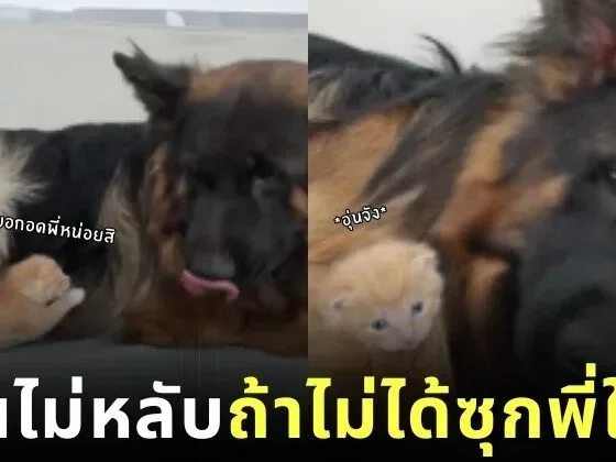 ตั้ลล๊ากก! เจ้าก้อนแมวส้มไม่ยอมนอนหลับ ถ้าไม่ได้นอนซุกขนนุ่ม ๆ ของเจ้าหมาใหญ่เยอร์มันเชพเพิร์ด