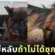ตั้ลล๊ากก! เจ้าก้อนแมวส้มไม่ยอมนอนหลับ ถ้าไม่ได้นอนซุกขนนุ่ม ๆ ของเจ้าหมาใหญ่เยอร์มันเชพเพิร์ด