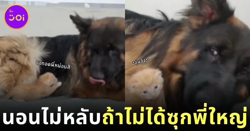 ตั้ลล๊ากก! เจ้าก้อนแมวส้มไม่ยอมนอนหลับ ถ้าไม่ได้นอนซุกขนนุ่ม ๆ ของเจ้าหมาใหญ่เยอร์มันเชพเพิร์ด