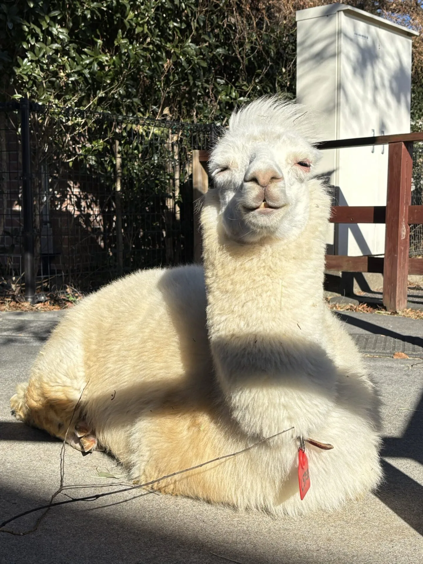 ภาพสัตว์โลกน่ารัก สวนสัตว์โทบุ Tobu Zoo ประเทศญี่ปุ่น
