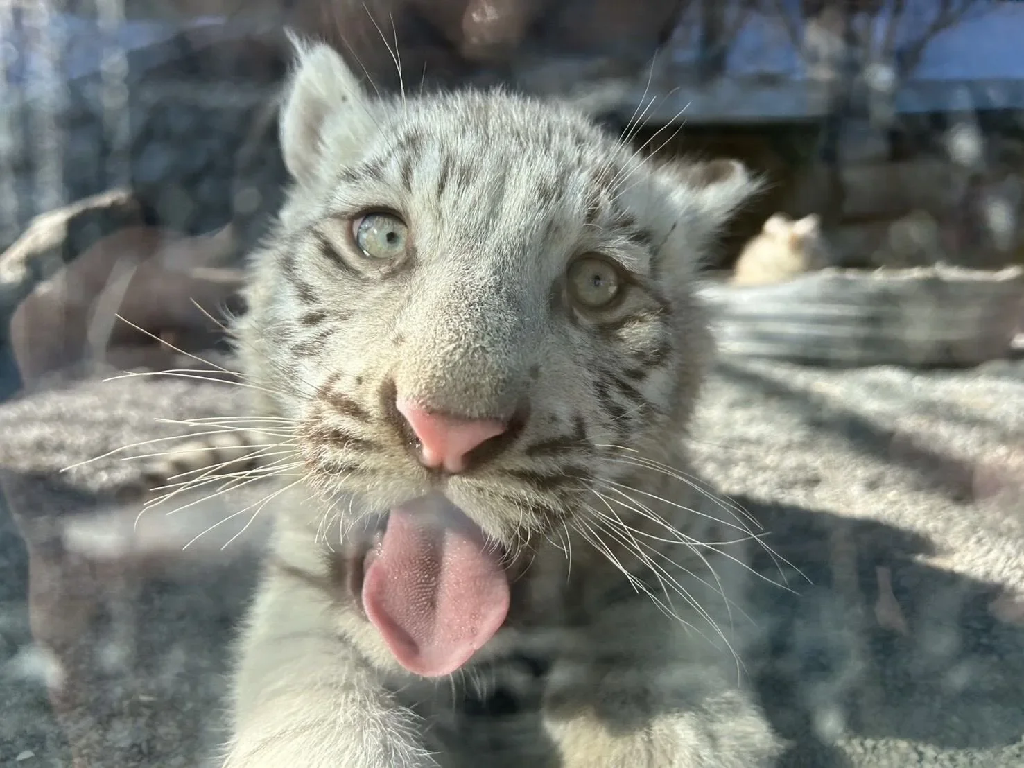 ภาพสัตว์โลกน่ารัก สวนสัตว์โทบุ Tobu Zoo ประเทศญี่ปุ่น