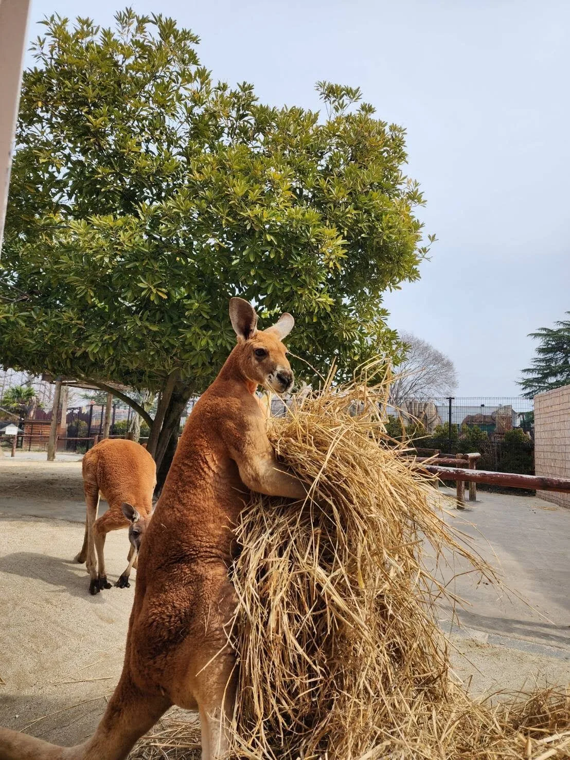 ภาพสัตว์โลกน่ารัก สวนสัตว์โทบุ Tobu Zoo ประเทศญี่ปุ่น