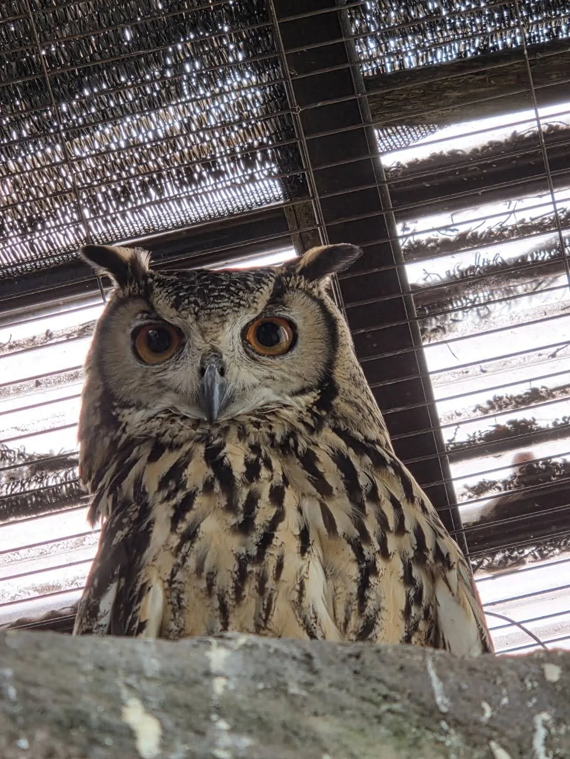 ภาพสัตว์โลกน่ารัก สวนสัตว์โทบุ Tobu Zoo ประเทศญี่ปุ่น