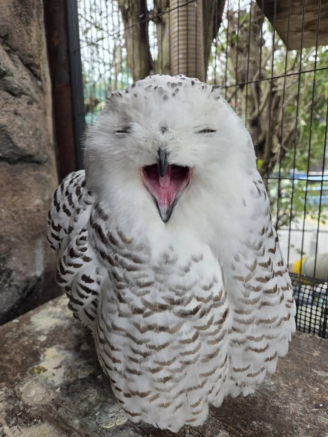 ภาพสัตว์โลกน่ารัก สวนสัตว์โทบุ Tobu Zoo ประเทศญี่ปุ่น