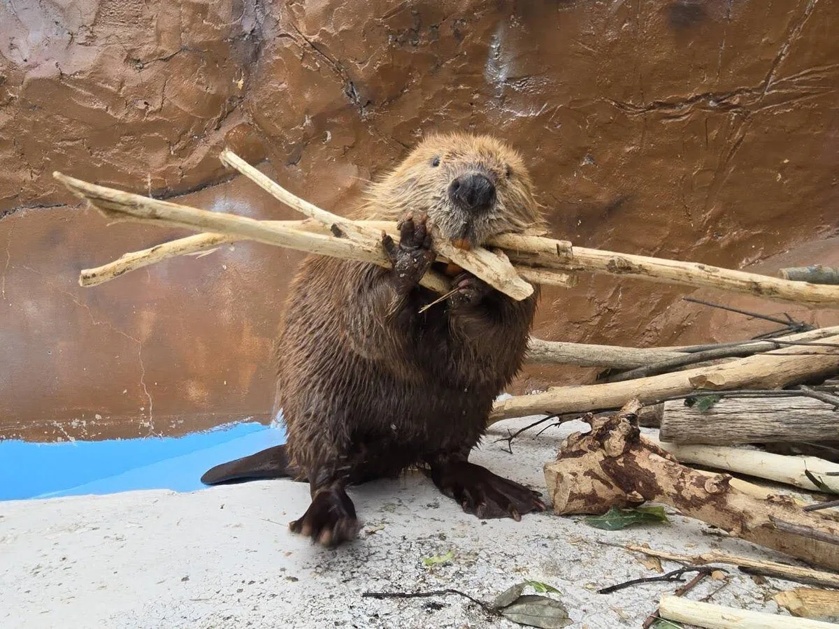 ภาพสัตว์โลกน่ารัก สวนสัตว์โทบุ Tobu Zoo ประเทศญี่ปุ่น