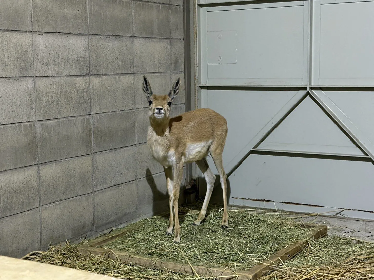 ภาพสัตว์โลกน่ารัก สวนสัตว์โทบุ Tobu Zoo ประเทศญี่ปุ่น