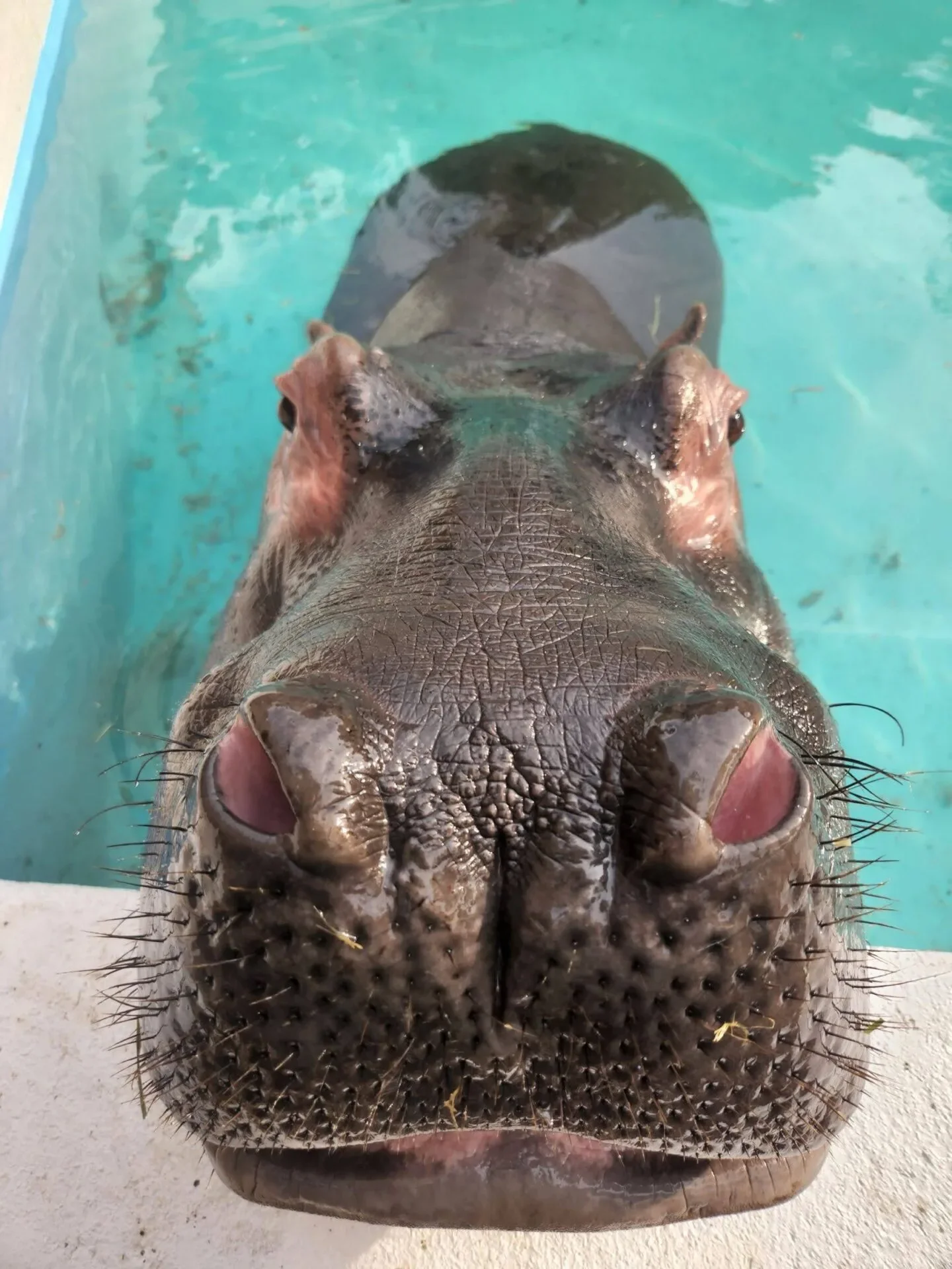 ภาพสัตว์โลกน่ารัก สวนสัตว์โทบุ Tobu Zoo ประเทศญี่ปุ่น