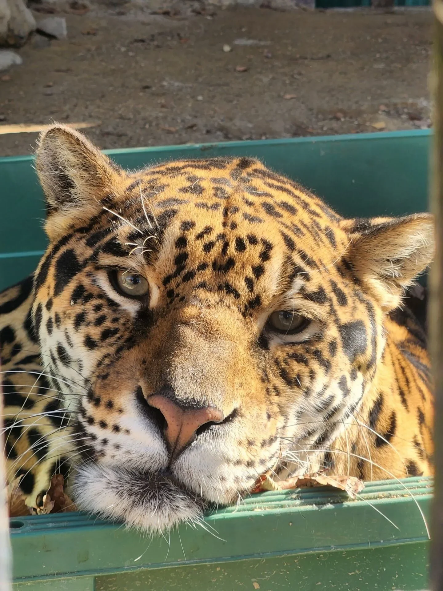 ภาพสัตว์โลกน่ารัก สวนสัตว์โทบุ Tobu Zoo ประเทศญี่ปุ่น