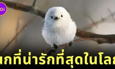 ส่องความน่ารักของ "นกชิมาเอนากะ" ภูติหิมะจิ๋ว ที่หลายคนยกให้เป็นนกที่น่ารักที่สุดในโลก