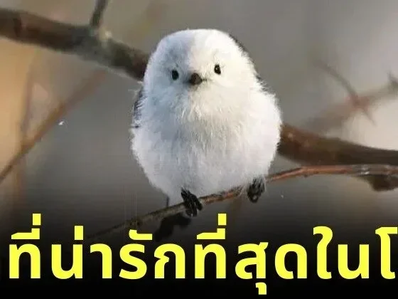 ส่องความน่ารักของ "นกชิมาเอนากะ" ภูติหิมะจิ๋ว ที่หลายคนยกให้เป็นนกที่น่ารักที่สุดในโลก