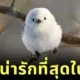 ส่องความน่ารักของ "นกชิมาเอนากะ" ภูติหิมะจิ๋ว ที่หลายคนยกให้เป็นนกที่น่ารักที่สุดในโลก