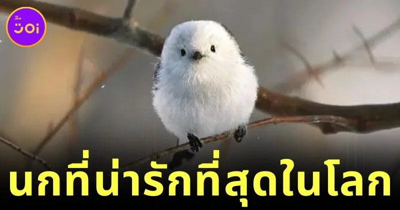 ส่องความน่ารักของ "นกชิมาเอนากะ" ภูติหิมะจิ๋ว ที่หลายคนยกให้เป็นนกที่น่ารักที่สุดในโลก