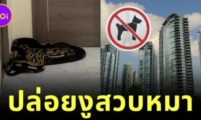 คอนโดห้ามเลี้ยงสัตว์ แต่ข้างห้องเลี้ยงหมา อีกห้องเลยปล่อยงูรอสวบ งานนี้ว้าวุ่นทั้งตึก