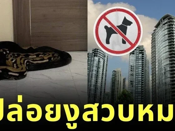 คอนโดห้ามเลี้ยงสัตว์ แต่ข้างห้องเลี้ยงหมา อีกห้องเลยปล่อยงูรอสวบ งานนี้ว้าวุ่นทั้งตึก