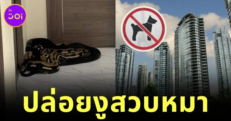 คอนโดห้ามเลี้ยงสัตว์ แต่ข้างห้องเลี้ยงหมา อีกห้องเลยปล่อยงูรอสวบ งานนี้ว้าวุ่นทั้งตึก
