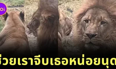 เผยคลิปสุดฮา! สิงโตแอ๊วสาวไม่สำเร็จ โดนเมินไม่พอยังโดนสวบอีก สุดท้ายต้องหันมาขอความช่วยเหลือจากนุด