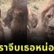 เผยคลิปสุดฮา! สิงโตแอ๊วสาวไม่สำเร็จ โดนเมินไม่พอยังโดนสวบอีก สุดท้ายต้องหันมาขอความช่วยเหลือจากนุด