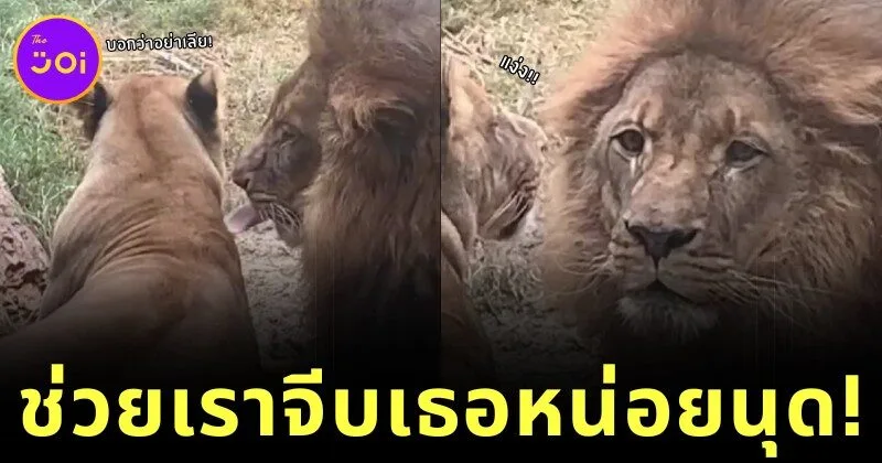 เผยคลิปสุดฮา! สิงโตแอ๊วสาวไม่สำเร็จ โดนเมินไม่พอยังโดนสวบอีก สุดท้ายต้องหันมาขอความช่วยเหลือจากนุด